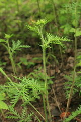 Potentilla tergemina