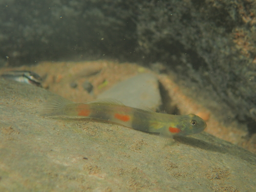 Lentipes niasensis