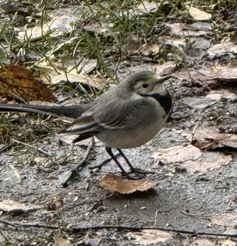 White Wagtail