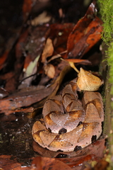 Deinagkistrodon acutus