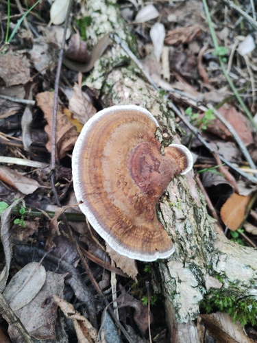 Thin-walled Maze Polypore