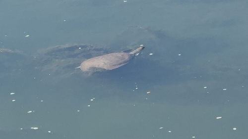 Spiny Softshell