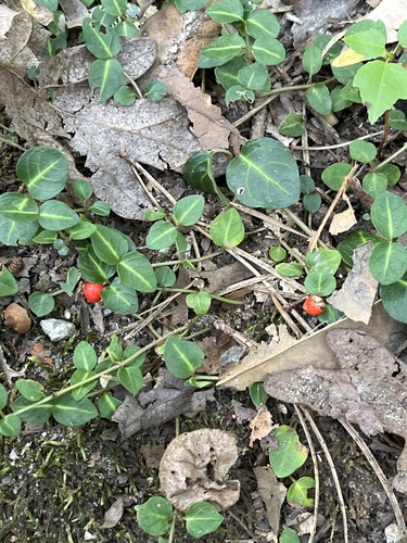 partridgeberry