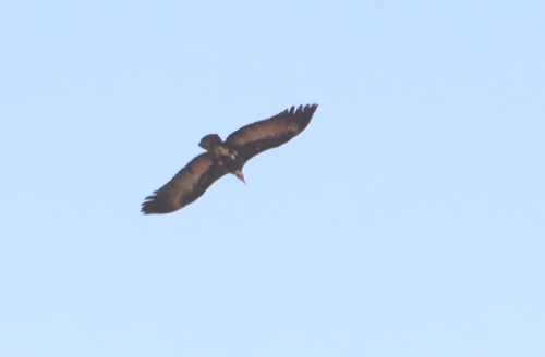 Hooded Vulture
