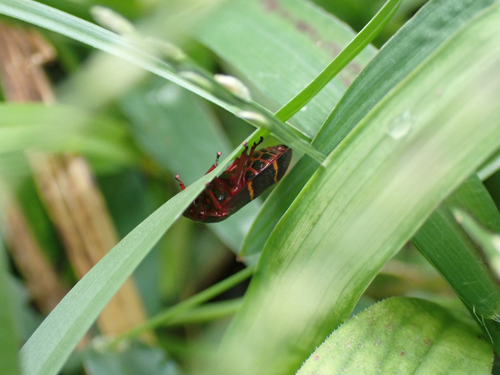Two-lined Spittlebug