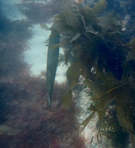 Sphyraena novaehollandiae observed 2026-09-18
