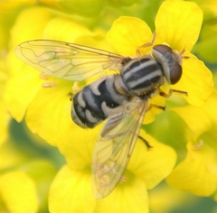 Anasimyia bilinearis