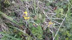 Chamaecytisus hirsutus