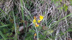 Chamaecytisus hirsutus