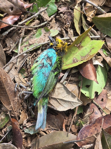 Gilt-edged Tanager