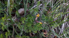 Chamaecytisus hirsutus