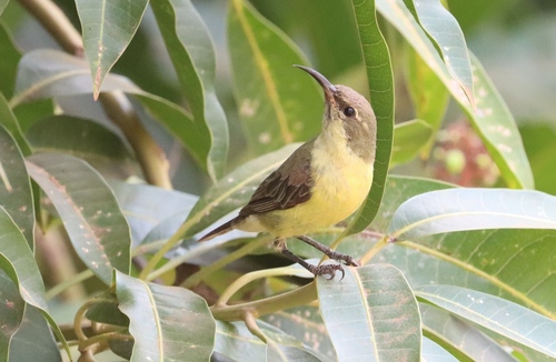 Beautiful Sunbird