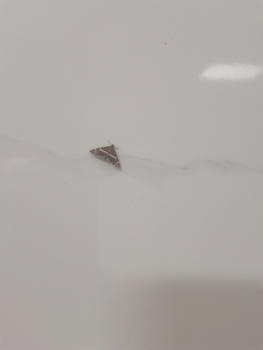 Hawaiian Beet Webworm Moth