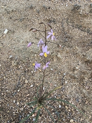 Cyanella hyacinthoides