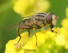 Anasimyia bilinearis