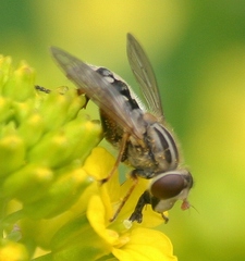 Anasimyia bilinearis