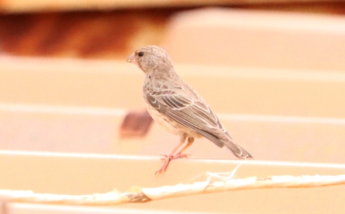 White-rumped Seedeater