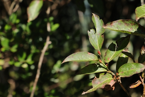 Lyonia ovalifolia observed 2026-09-19