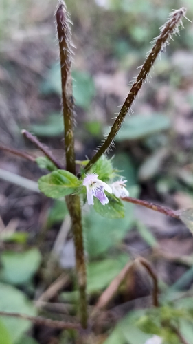 Bifid Hemp-nettle