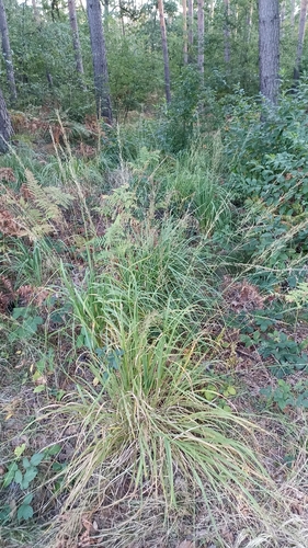 Purple moor grass