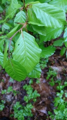 Fagus sylvatica