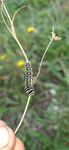 Old World Swallowtail