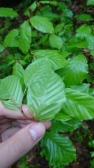Fagus sylvatica