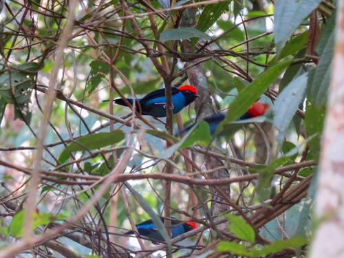 Swallow-tailed Manakin