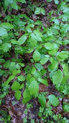 Fagus sylvatica