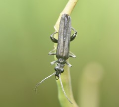 Oedemera virescens