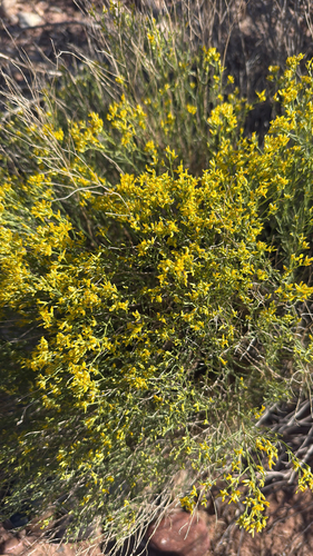 sticky snakeweed