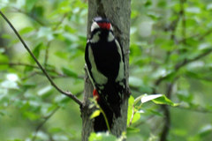 Dendrocopos major
