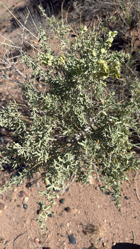Fourwing Saltbush