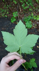 Acer pseudoplatanus
