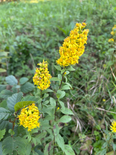 European goldenrod