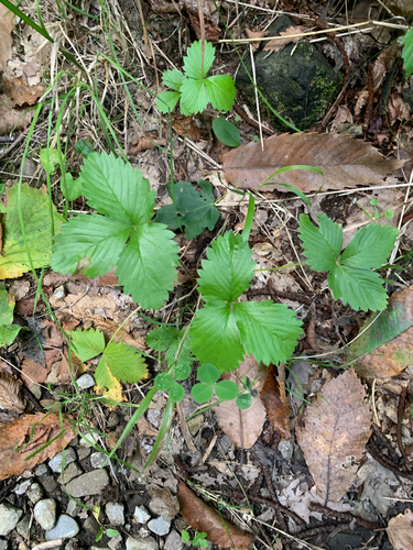 woodland strawberry