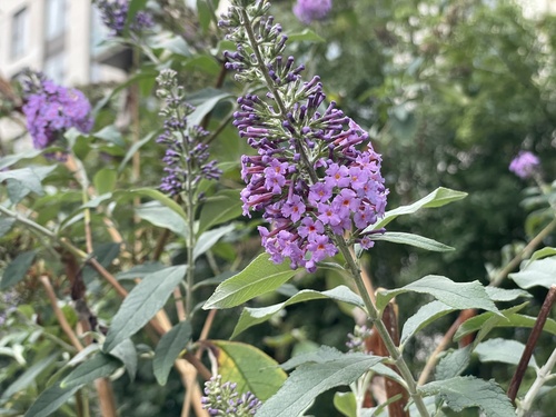 Butterfly bush