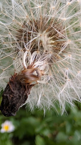 Lygus pratensis