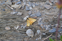 Setina aurita