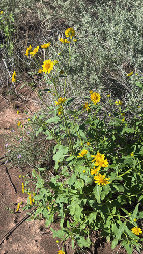 cowpen daisy