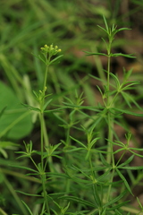 Galium verum