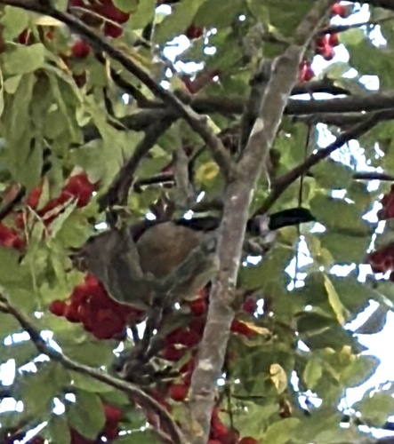 Eurasian Bullfinch