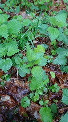 Urtica dioica