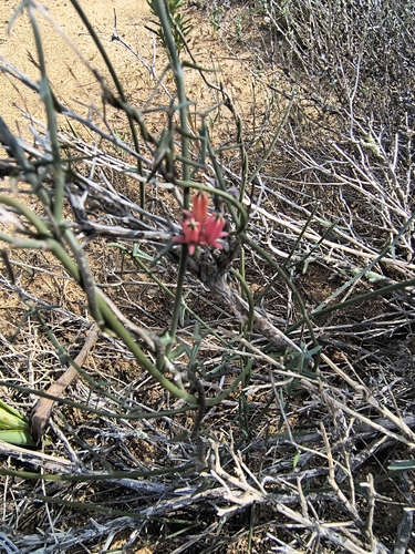 Microloma sagittatum