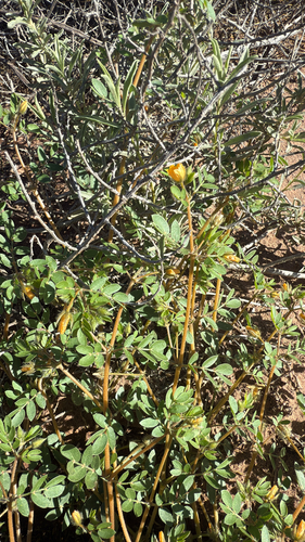 Warty Caltrop