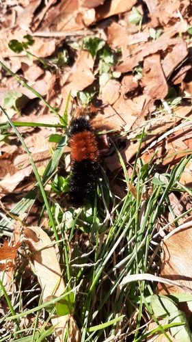 Isabella Tiger Moth