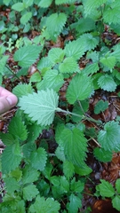 Urtica dioica