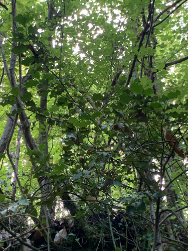 European holly