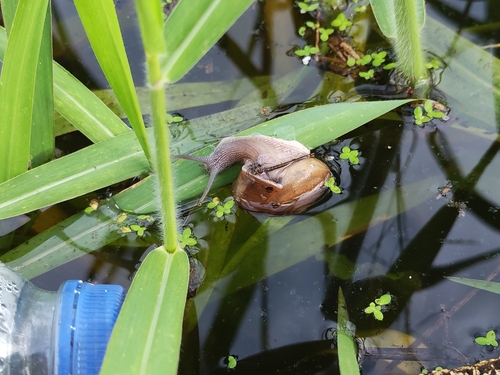 Siamese Common Snail