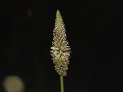 Celosia argentea